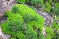 “石頭植物”的名稱是怎么得來的？