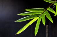 選擇園林植物時(shí)，如何巧妙利用植物的五行屬性？