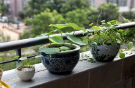 碗蓮如何繁殖養(yǎng)護
