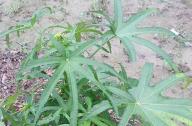 合軸叢生竹類植物有哪些？