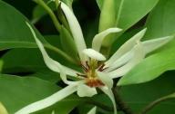 治療咳嗽的植物：白蘭花、丁香、藿香
