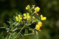 清肝明目，潤(rùn)腸通便的植物：決明子、菊花